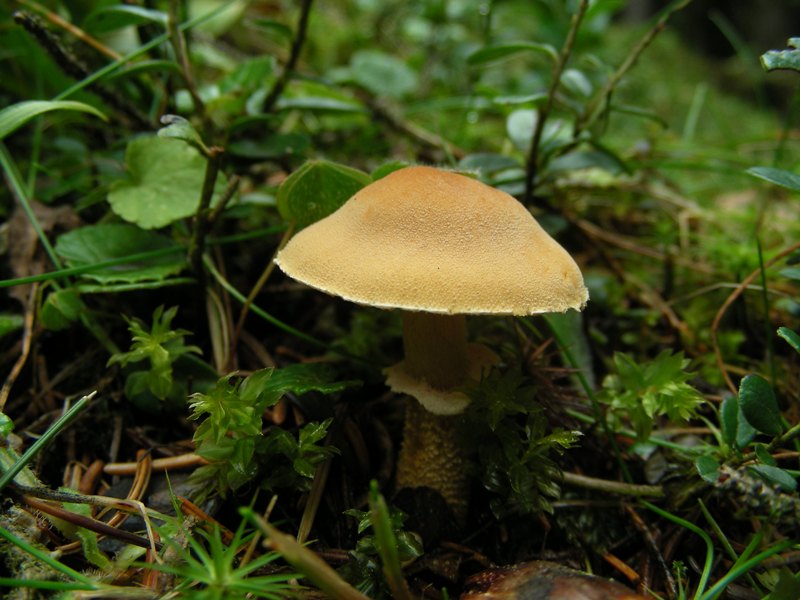 Cystoderma amianthinum  var. rugosoreticulatum